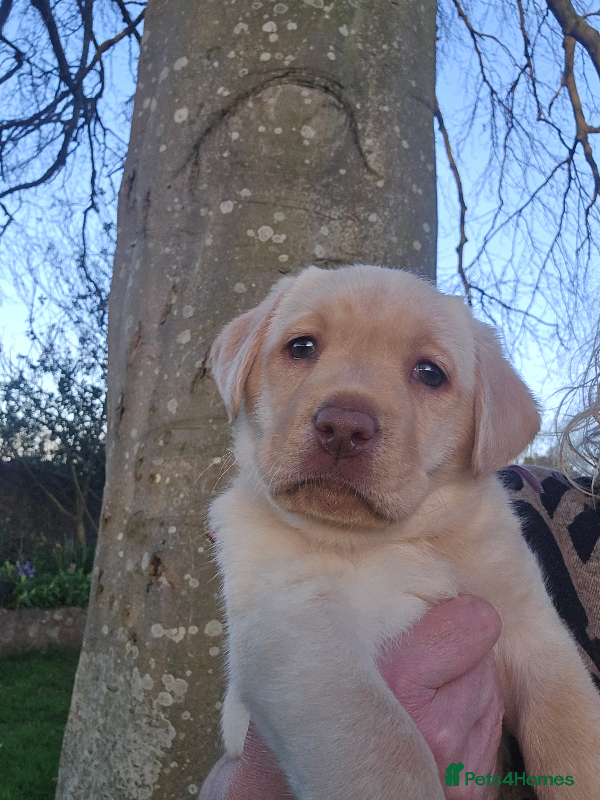 Labrador Retriever dogs Labrador Puppies - Ready Mid April  - Advert 2