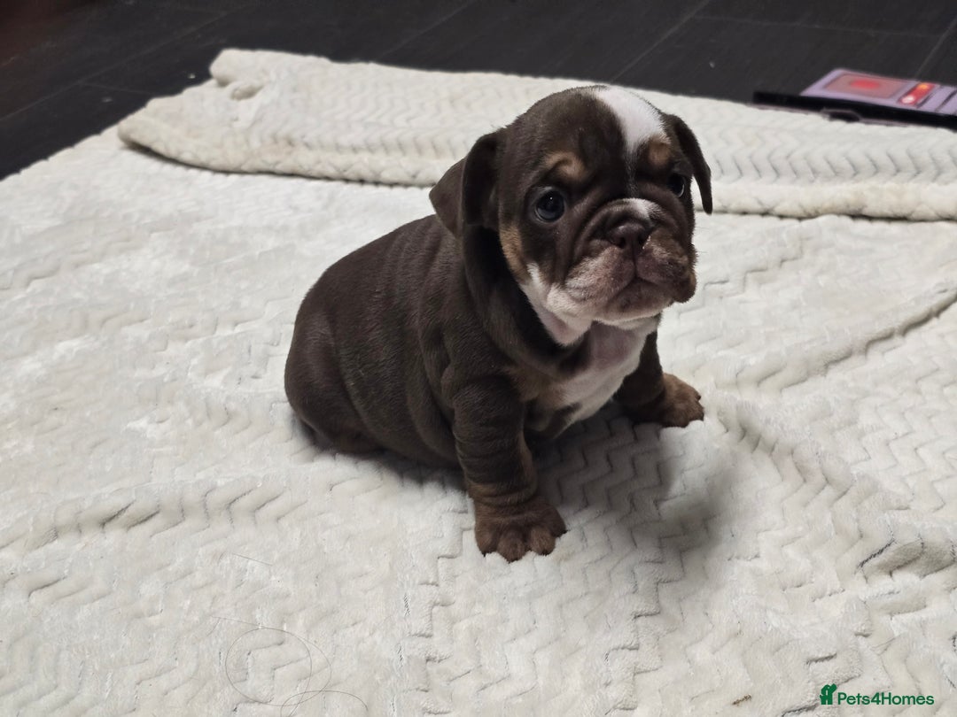 English Bulldog dogs for sale: ✨ English Bulldog Puppies Exceptional Bloodlines ✨ - Advert 19