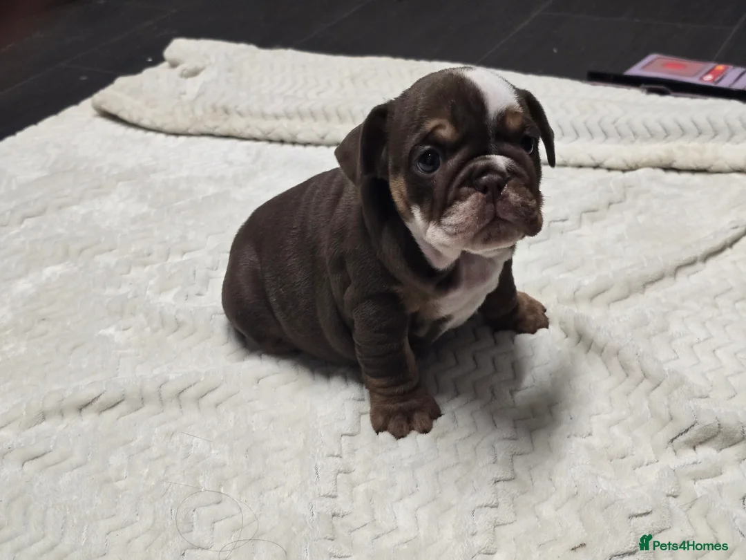 English Bulldog dogs for sale: ✨ English Bulldog Puppies Exceptional Bloodlines ✨ - Advert 19