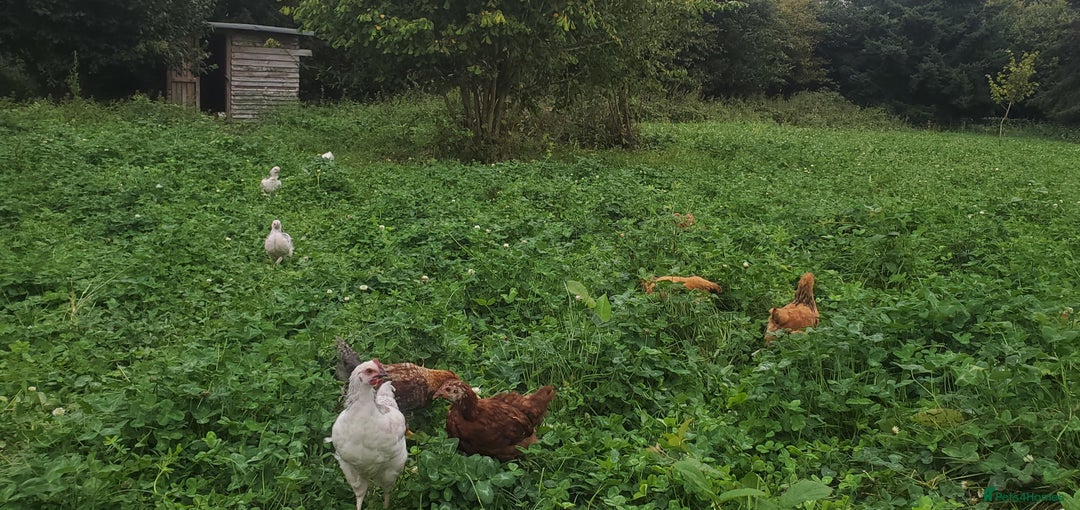 Chickens poultry for sale: 5 to 8 weeks old Pullets of Various Breeds - Image 4
