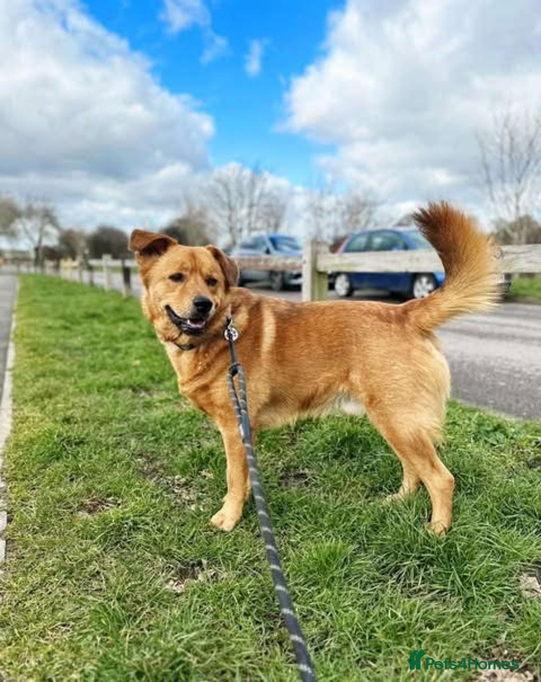 Mixed Breed dogs for adoption: Rescue boy Mason is looking for his forever home  - Advert 4
