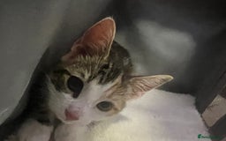 Domestic Shorthair cats for sale: URGENT SALE - Image 3