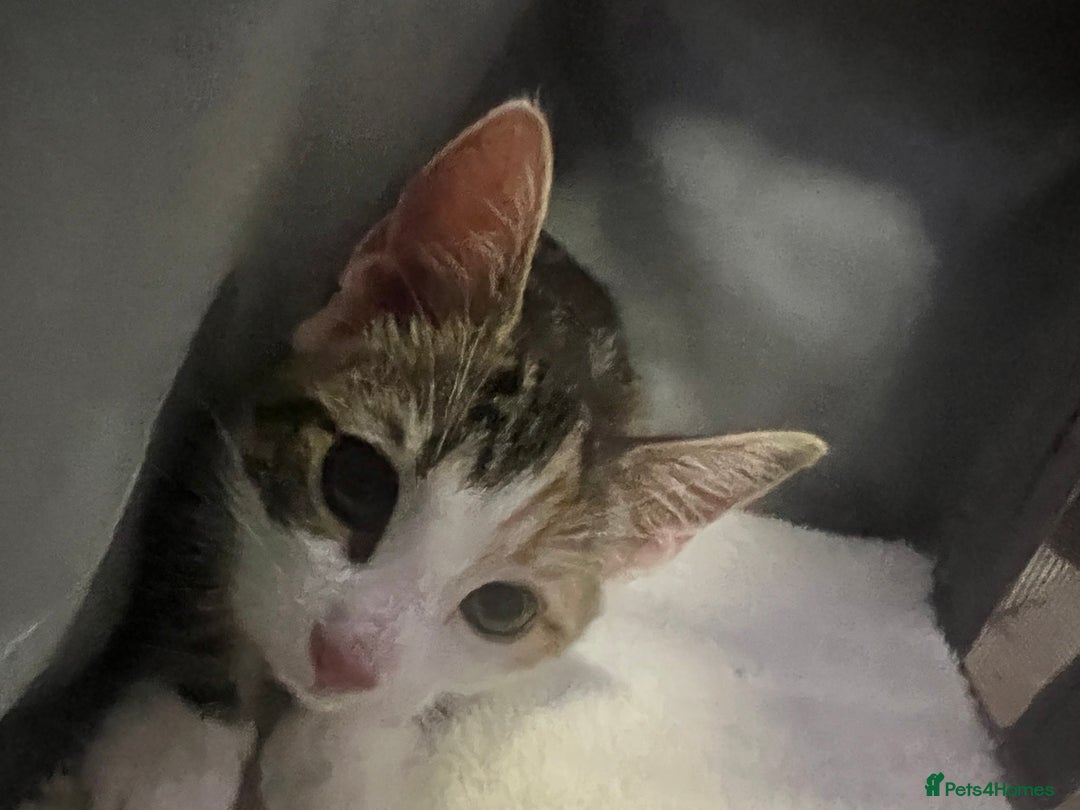 Domestic Shorthair cats for sale: URGENT SALE - Image 3