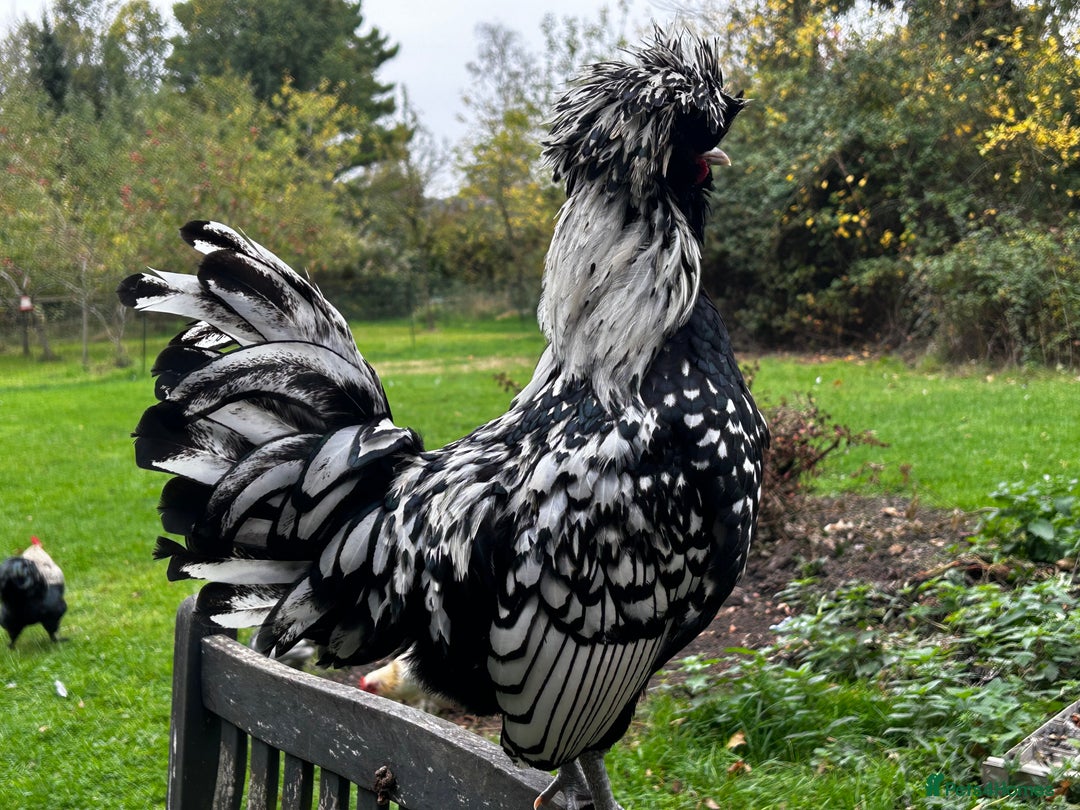 Mixed Breed birds for sale: Bantam Polish, Frizzle and a mix Rooster - Advert 7