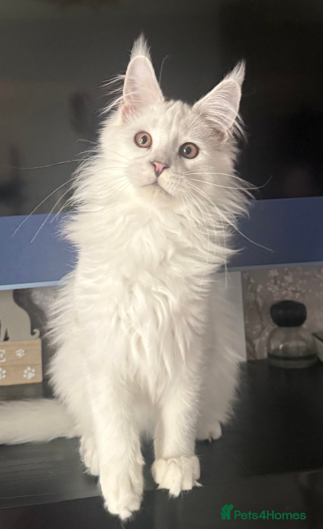 Maine Coon cats for sale: TICA Reg Blue Silver Shaded MaineCoon Kittens  - Advert 1