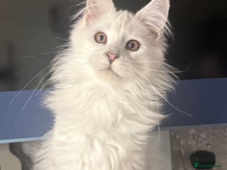 Maine Coon cats TICA Reg Blue Silver Shaded MaineCoon Kittens - Advert 3