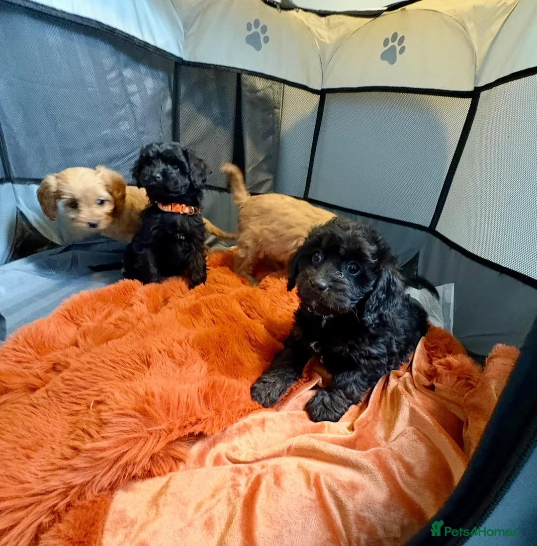 Cavapoo dogs for sale: Cavapoo puppies f1  in Lochgelly - Advert 2