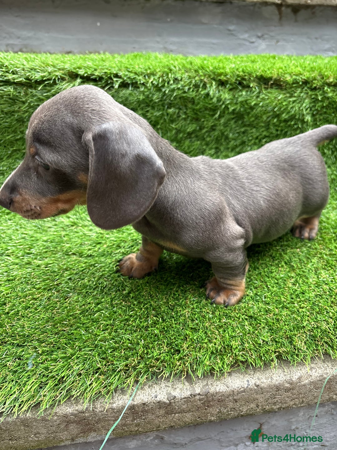 Dachshund dogs for sale: 5 stunning Dachshund puppies - Image 6