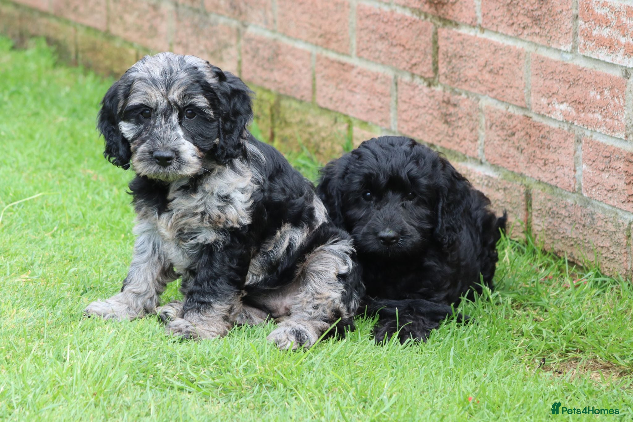 Cockapoo dogs F1 COCKAPOO PUPPIES FOR SALE - Advert 1