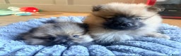 Pomeranian dogs for sale: 3 lovely girls and 1 boy Pomeranian puppies  - Advert 1