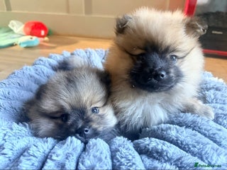 Pomeranian dogs 3 lovely girls and 1 boy Pomeranian puppies - Advert 5
