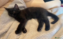 Mixed Breed cats for adoption: Rescue kittens bonded pair of girls abandoned - Image 4