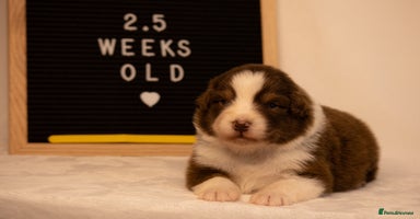 Australian Shepherd dogs - Advert 9