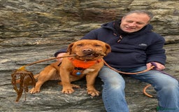 Labrador Retriever dogs for sale: Fox red labradors - Image 15