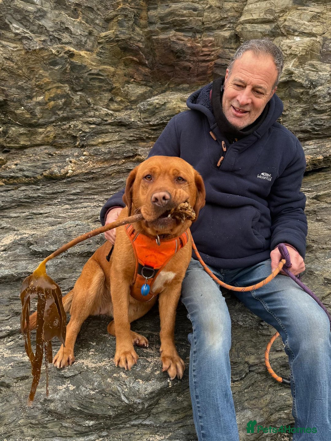 Labrador Retriever dogs for sale: Fox red labradors - Image 15
