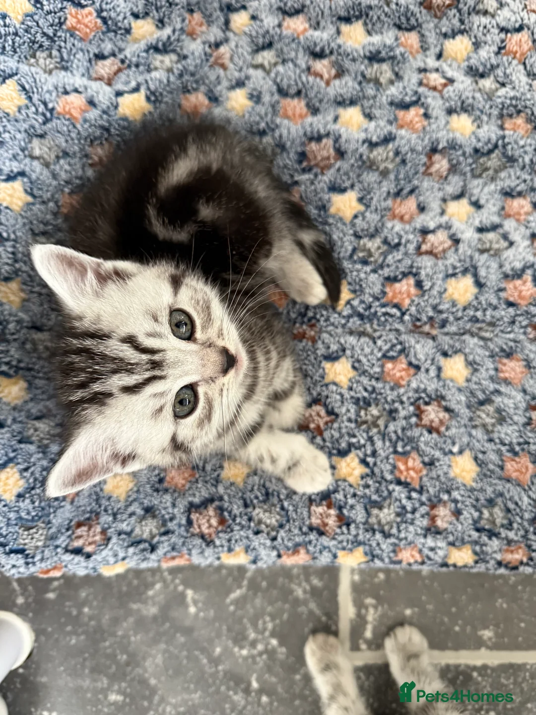 British Shorthair cats for sale: British Shorthair Silver Kittens  - Advert 6