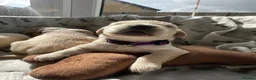 Golden Retriever dogs for sale: KC Registered Golden Retriever Puppies  - Advert 11