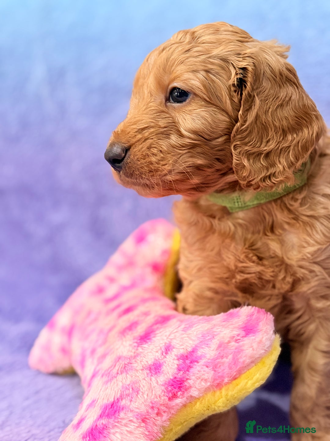 Mini Goldendoodle dogs for sale: Gorgeous Mini Goldendoodles By Therapy Asst Mom - Image 15