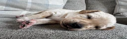 Mixed Breed dogs for sale: Beautiful Labrador x Pointer Puppies  - Advert 11