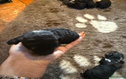 Toy Poodle dogs for sale: Pedigree Toy Poodle puppies, DNA tested parents - Image 32