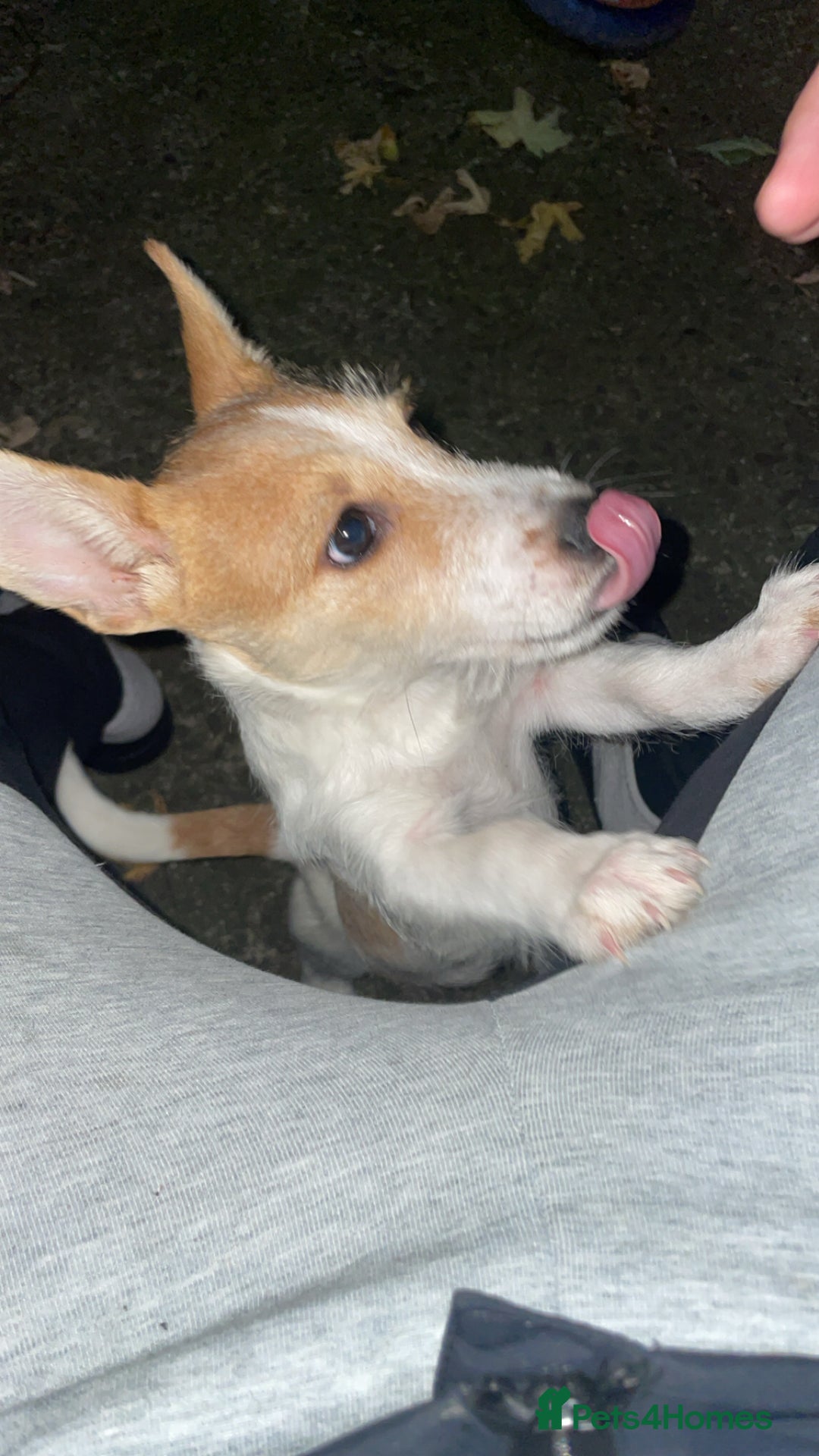 Jack Russell dogs for sale: Jack Russell  - Advert 1