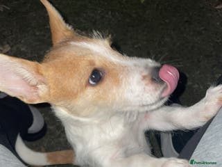 Jack Russell dogs Jack Russell - Advert 1