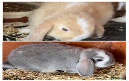 Mini Lop rabbits for sale: NOW RESERVED Stunning Mini lops 8 weeks old in Coalville - Image 1