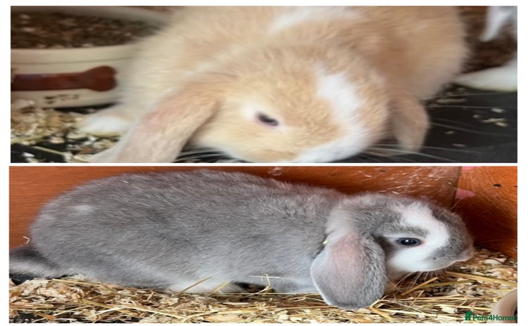Mini Lop rabbits in Coalville - Advert 9