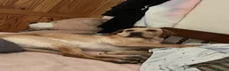 Labrador Retriever dogs for sale: lovely Labrador for rehome - Advert 3