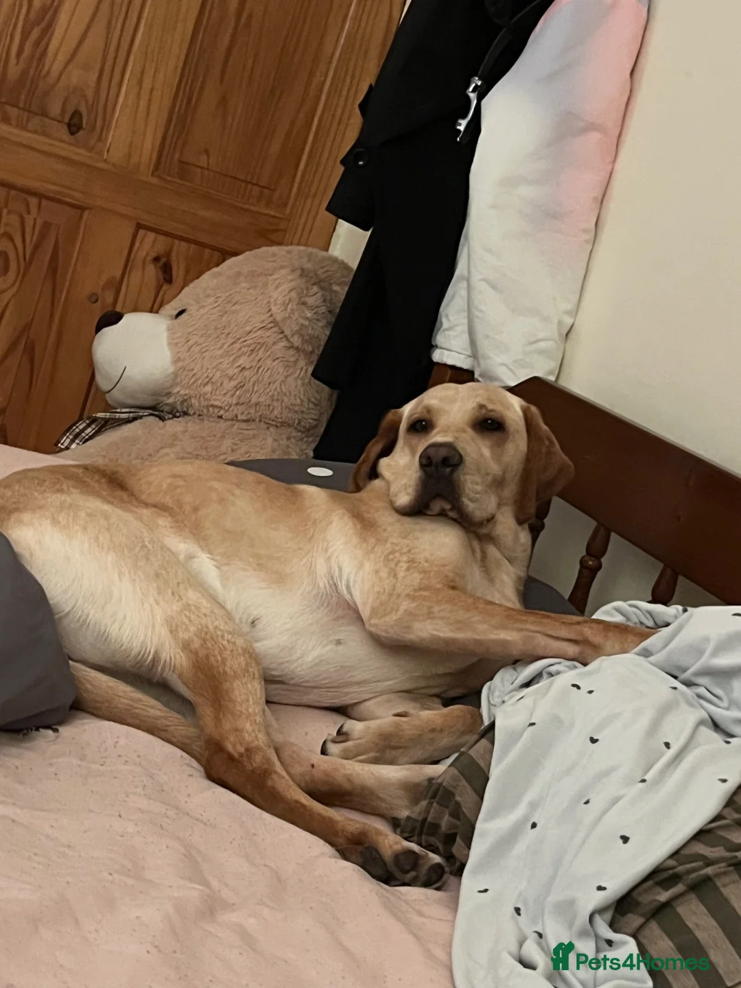 Labrador Retriever dogs for sale: lovely Labrador for rehome - Advert 3