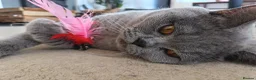 British Shorthair cats for sale: Ready to go. Gccf registered blue BSH kittens - Advert 25
