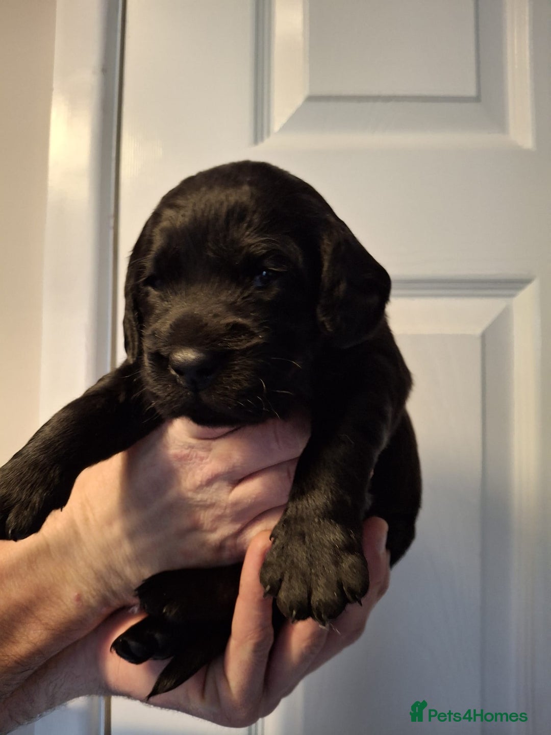 Cockerdor dogs for sale: stunning cockerdors (1left)🐶 5⭐️ licensed breeder - Advert 13