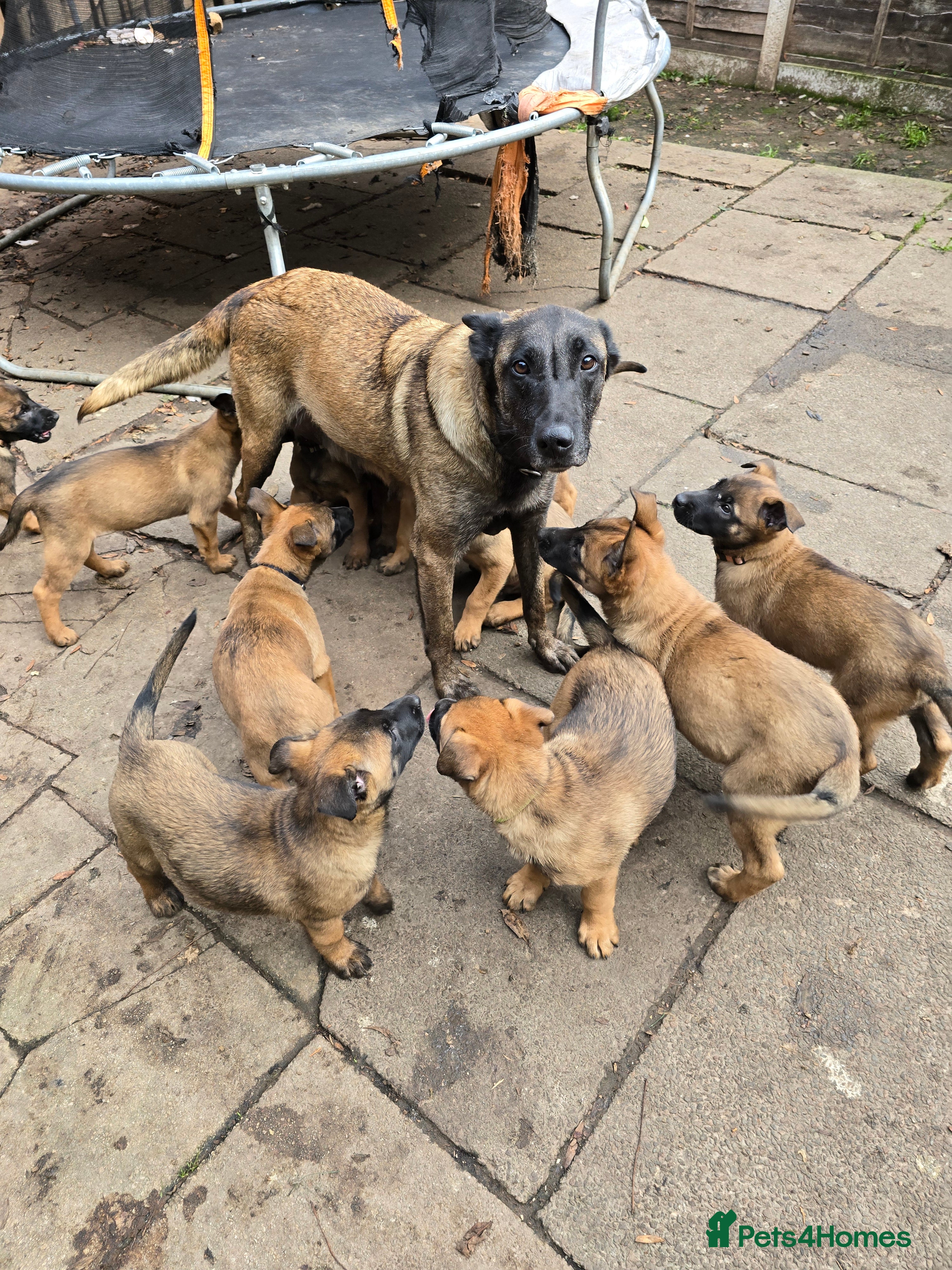 Belgian Shepherd Dog dogs Belgian Shepherd malinois - Advert 1