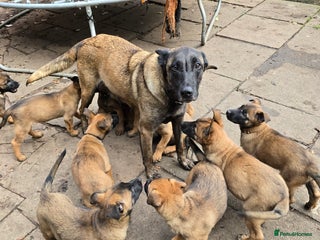 Belgian Shepherd Dog dogs - Advert 4