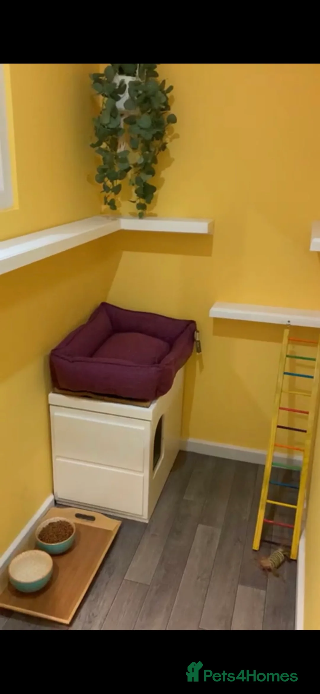 Maine Coon cats for stud: TICA champion and ICWW Maine Coon stud available  in Brighouse - Advert 28