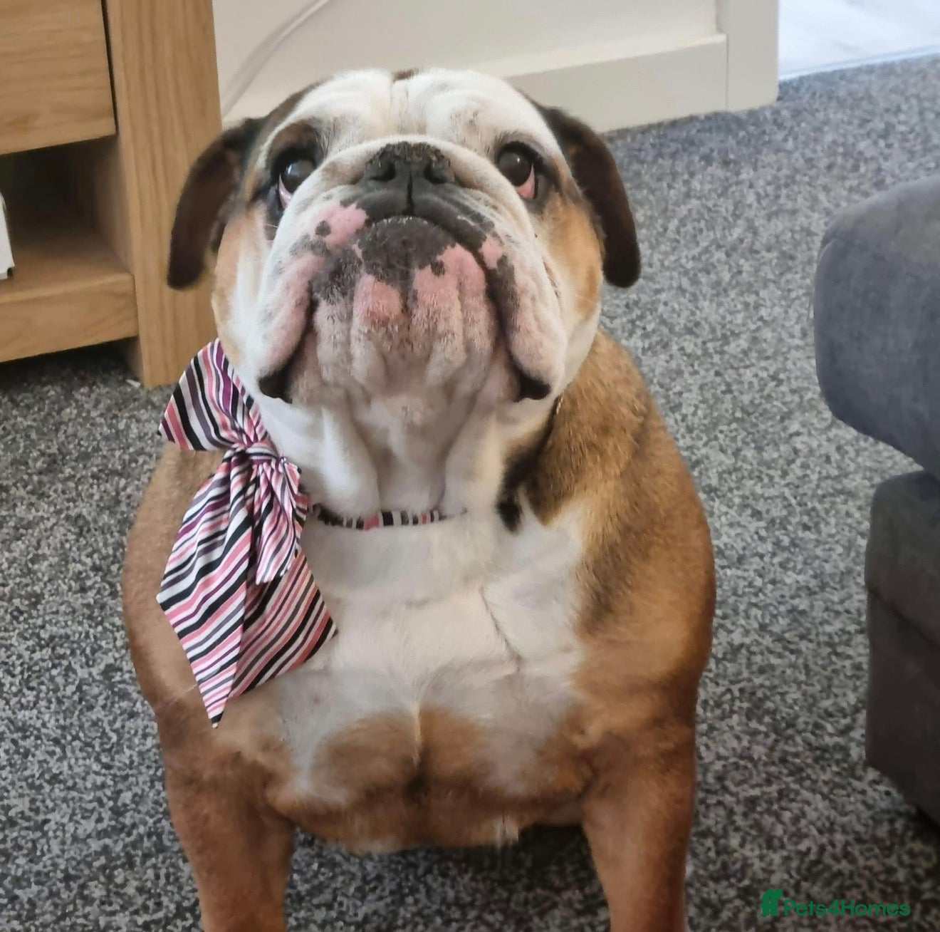 English Bulldog dogs English Bulldog  - Advert 1