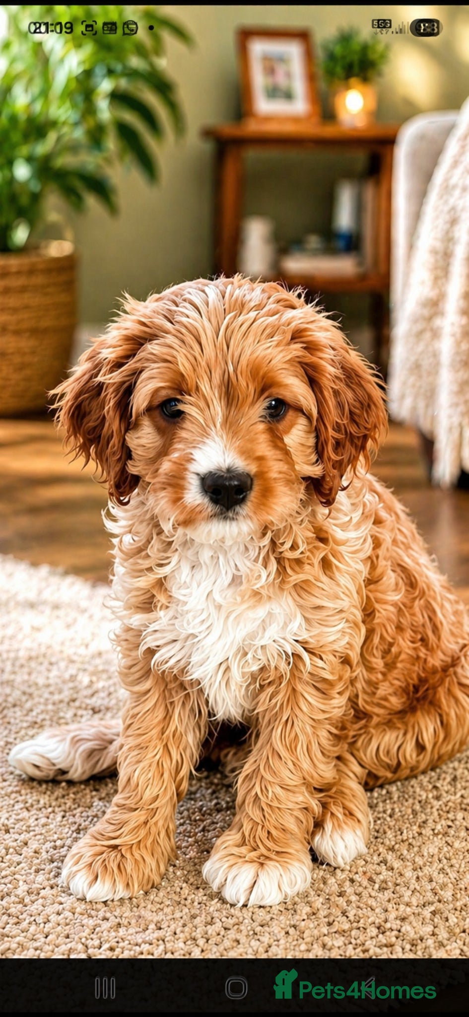 Cavapoo dogs F1 CAVAPOOS READY TO LEAVE. - Advert 1