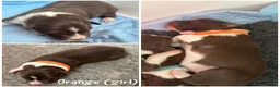 Border Collie dogs for sale: KC Registered 7 Red & White Border Collie Pups  - Advert 5