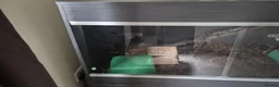Python Snake reptiles for sale: 2 ball pythons - Advert 24
