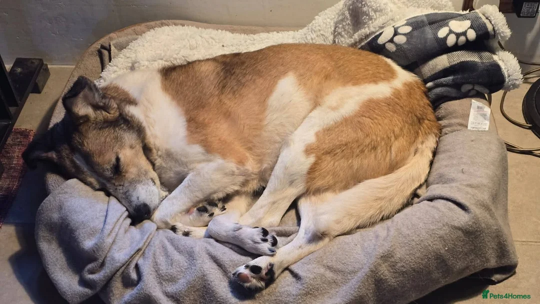 Mixed Breed dogs for adoption: Meet Marnie, currently residing in Devon in Honiton - Advert 13