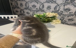 Mixed Breed cats for sale: Kittens ready for their new homes - Image 8