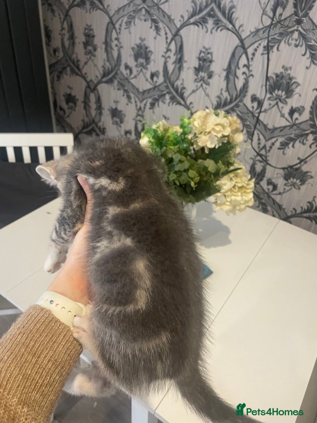 Mixed Breed cats for sale: Kittens ready for their new homes - Image 8