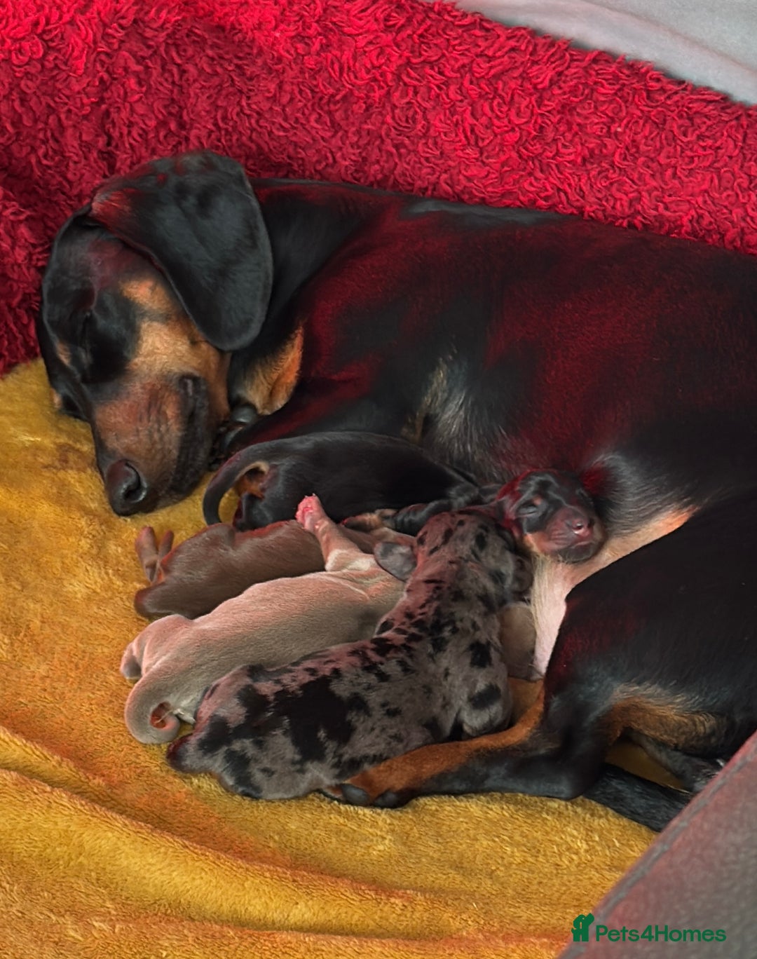 Dachshund dogs for sale: 3 Dachshunds will be ready for  **  - Advert 2