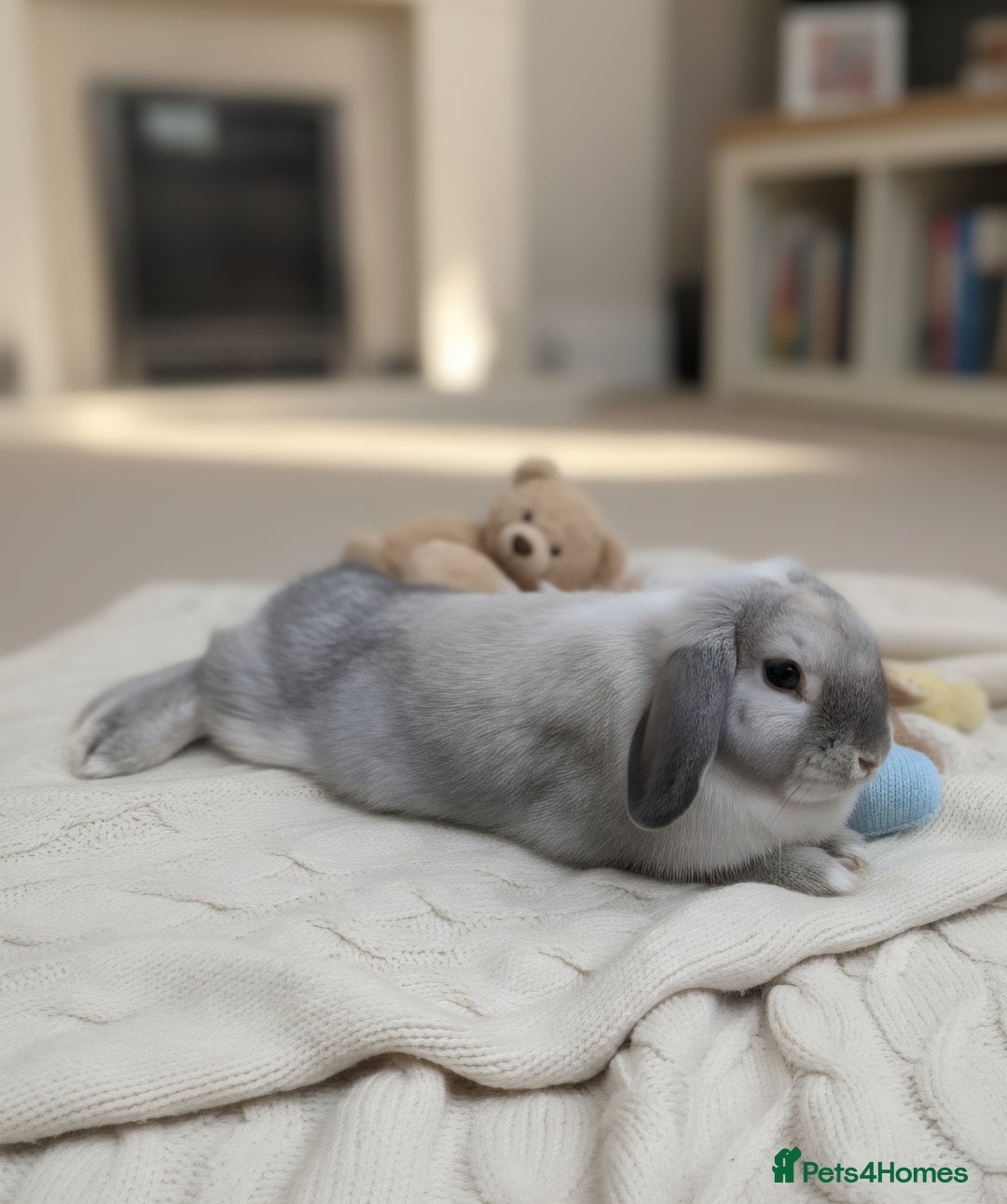 Mini Lop rabbits for sale: Pure blue sable point Mini Lop - Image 3