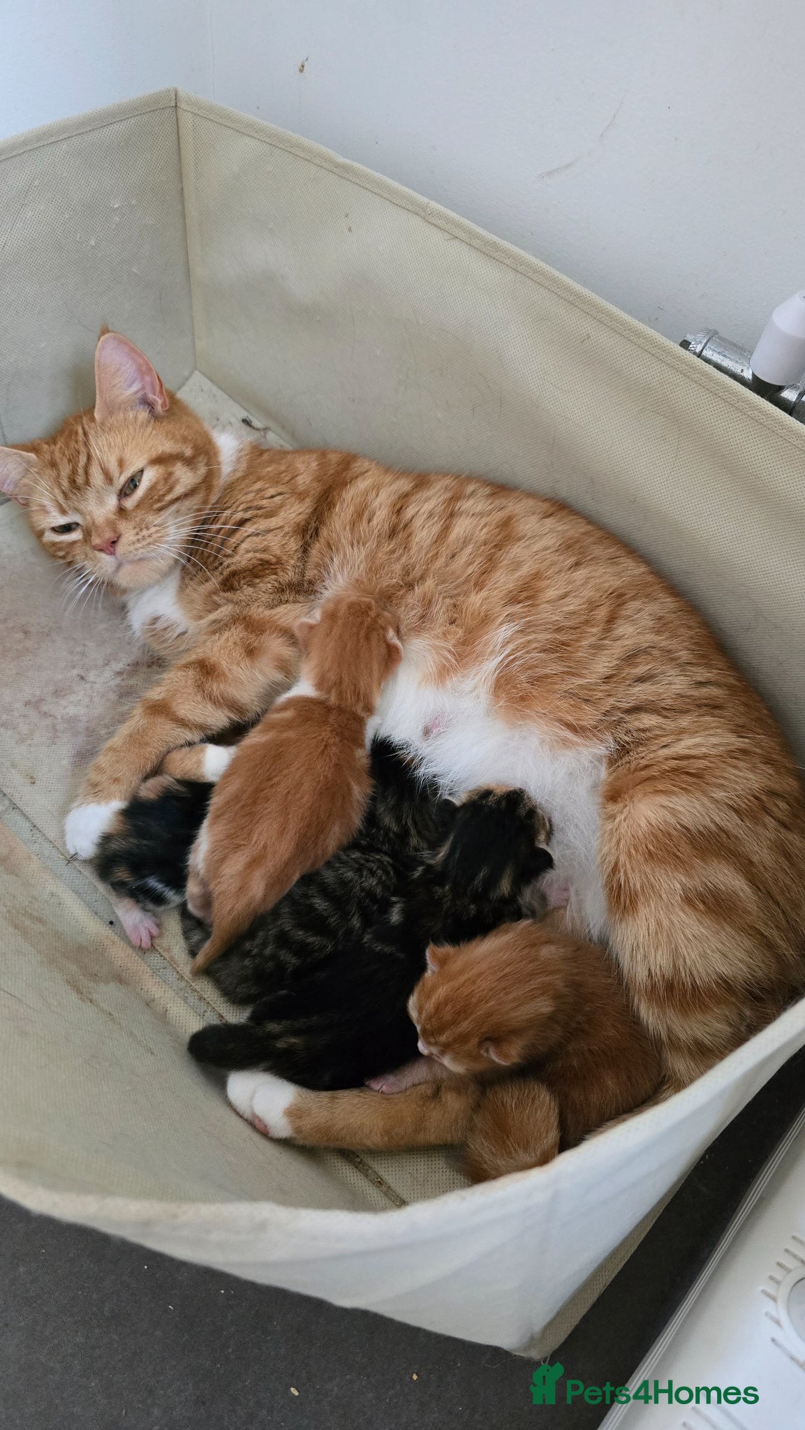 Domestic Shorthair cats 5 beautiful kittens - Advert 14