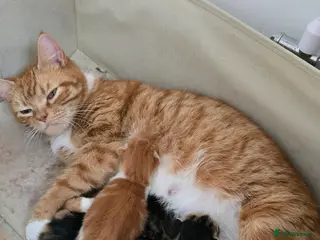 Domestic Shorthair cats 5 beautiful kittens - Advert 14