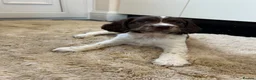 English Springer Spaniel dogs for sale: Exceptional ESS Puppies KC liver and white  - Advert 8