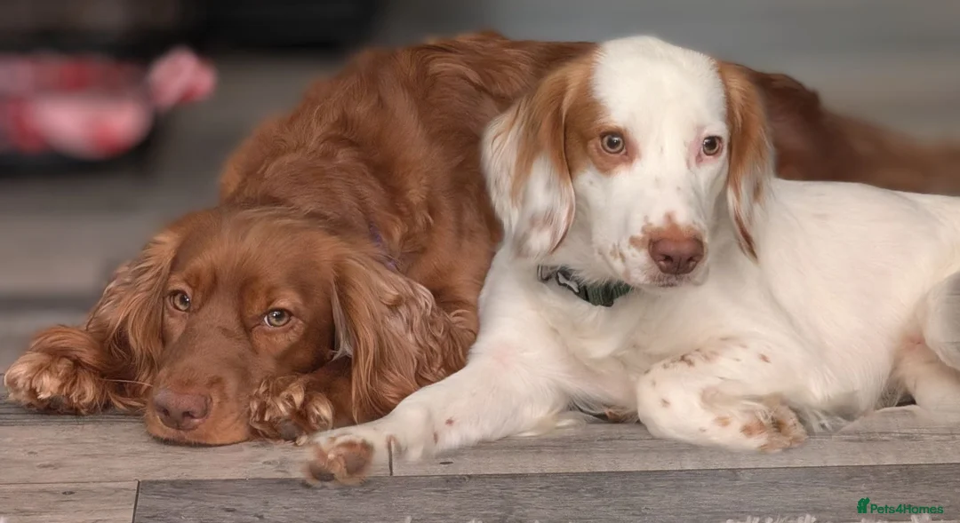 Sprocker dogs for sale: Beautiful sprocker babies! - Advert 1