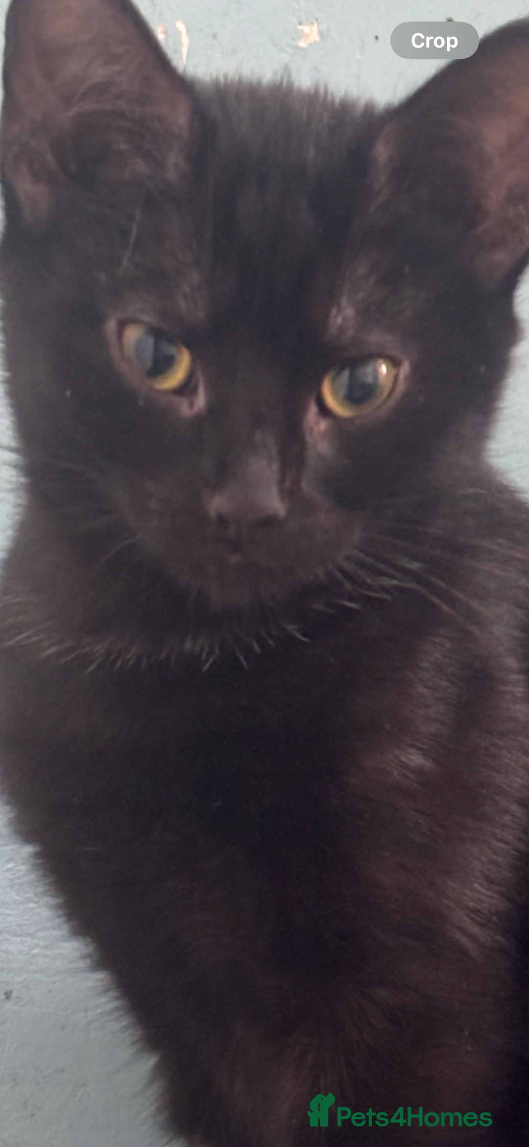 Domestic Shorthair cats for adoption: Adopt from Cats in Crisis East London  - Advert 3