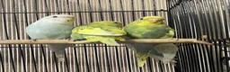 Budgerigars birds for sale: Young budgies £20 each - Advert 2